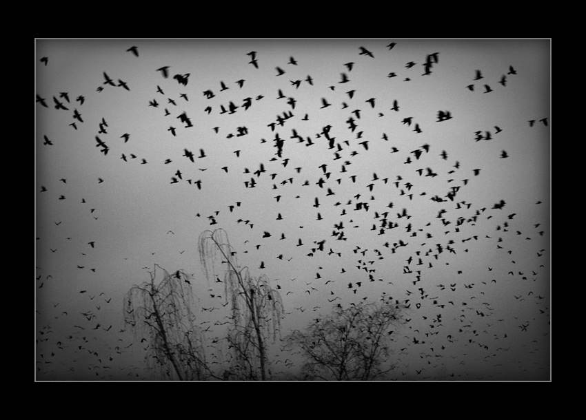 Стая ворон. Птицы разлетаются. Черные вороны в небе. Стая Воронов в небе. Стая ворон в небе.