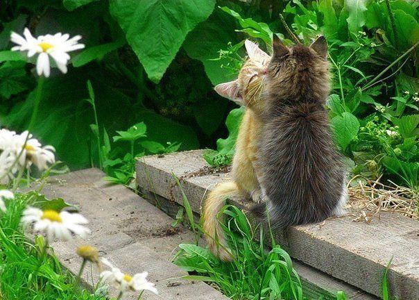 Ты пушистый и красивый