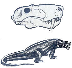 Зверозубый ящер переходная. Зверозубые ящеры териодонты. Зверозубые рептилии ЕГЭ. Зверозубый ящер ЕГЭ биология.