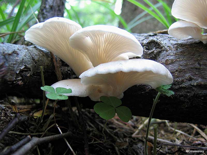 Белые вешенки грибы. Вёшенка обыкновенная съедобные грибы. Вешенка белая Лесная. Гриб вёшенка. Вёшенка белая Лесная.