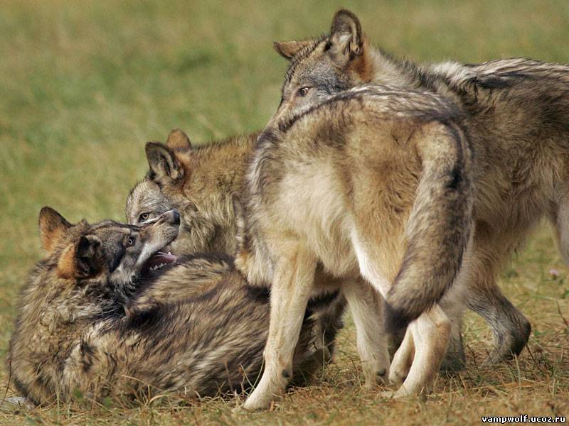 Сонник нападающий волк. Волки нападающие на скот. 10 Волков.