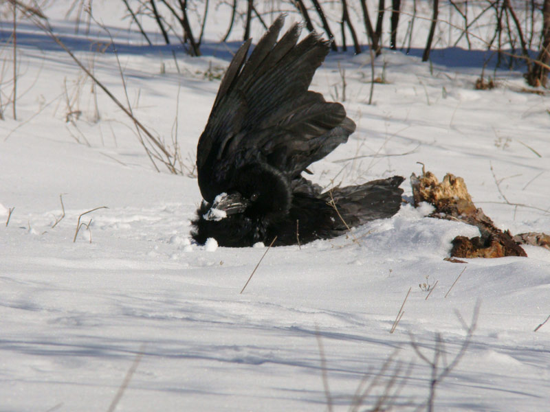 Жила ворона в заколоченном на зиму ларьке. Ворона на сугробе. Ворона на снегу.