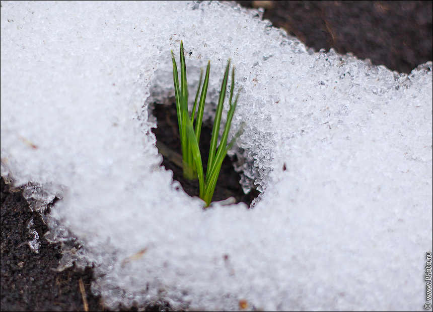 Весенняя первая травка. Растения под снегом. Росток из под снега. Цветы из под снега. Проклюнулся Подснежник.