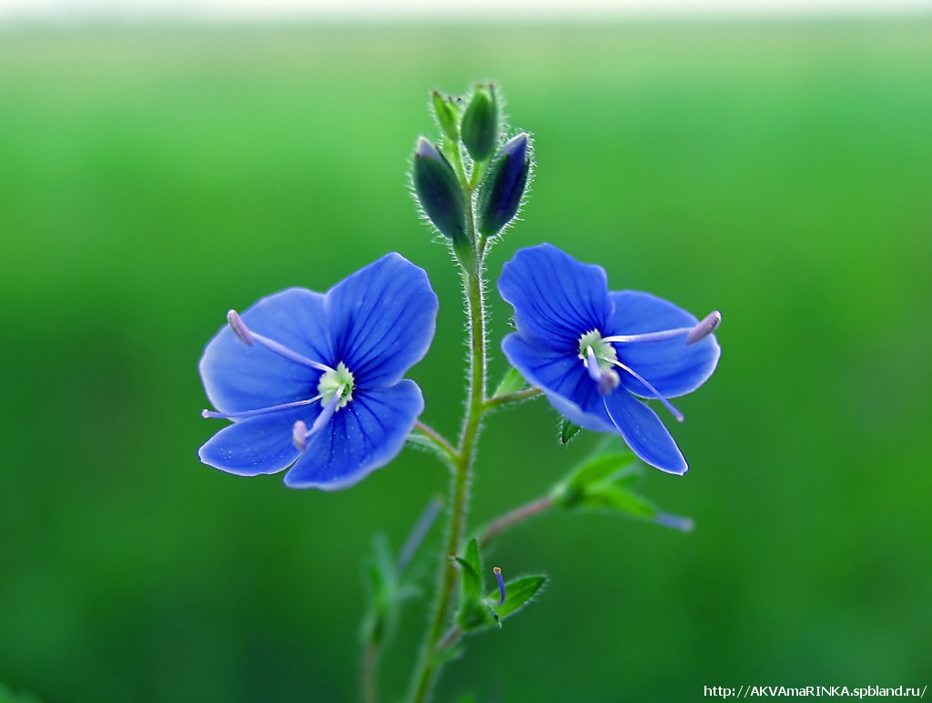 Жизнь похож на цветок. Цветы похожие на незабудки. Метод Хоопонопоно. Незабудка листья. Голубые цветочки похожие на незабудки.