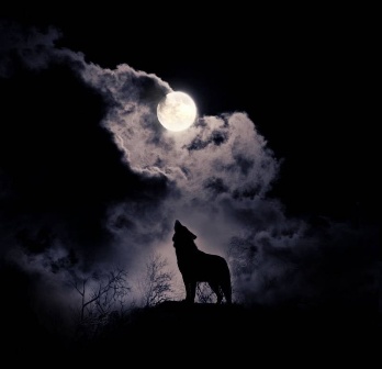 Стихотворение «Ранен волк», поэт Borlakov Aslan