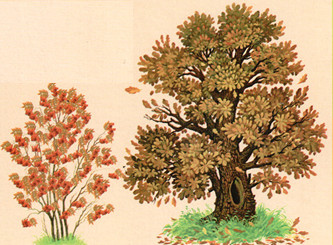 Дуб и Рябина