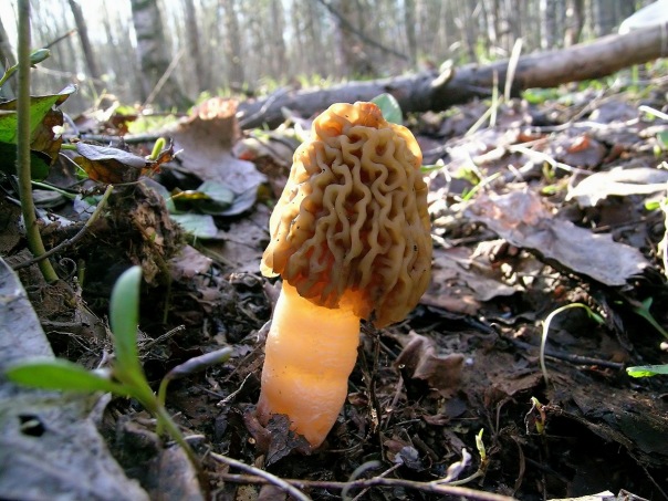 Первые грибы весной название. Первые грибы. Самые первые грибы. Первые грибы весной. Первые грибы после зимы название.