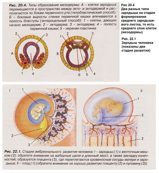 Эмбриональное развитие строение. Начальные этапы развития эмбриона человека. Стадии эмбрионального развития человека. Стадии развития зародыша и плода. Этапы зародышевого развития организмов.