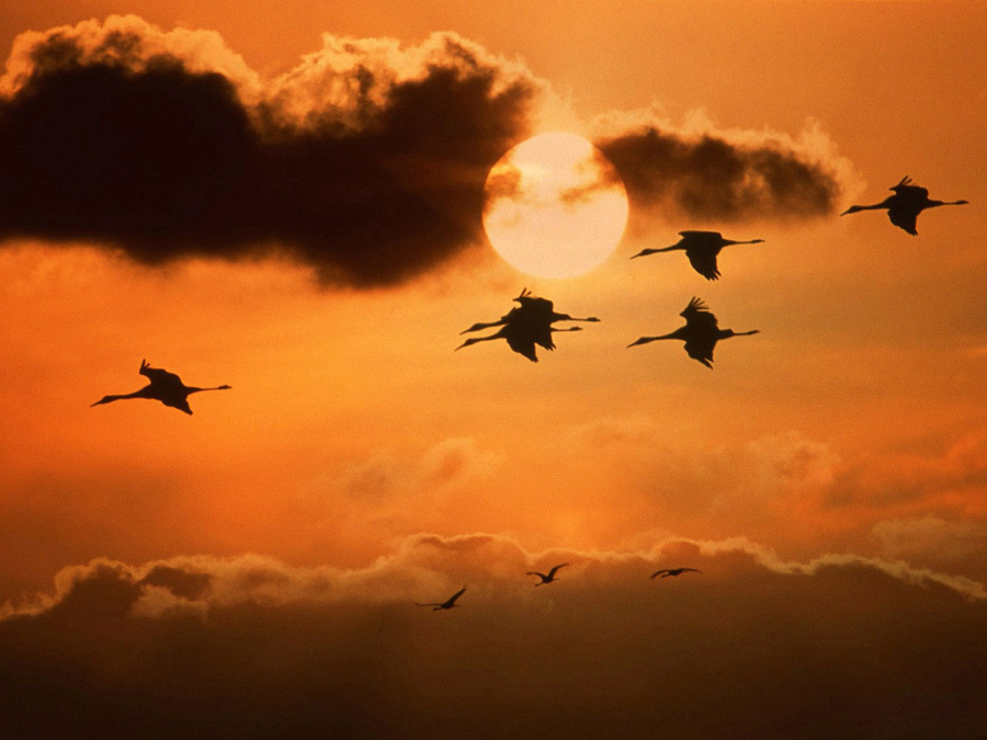 Журавли (Копьёва Марина) / Проза.ру