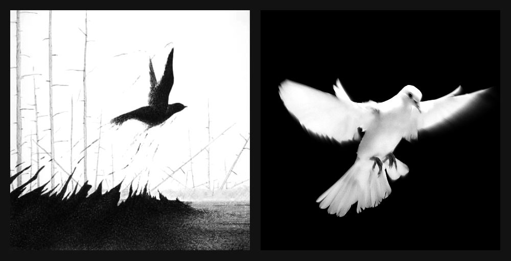 Черно Белая Птица Фото