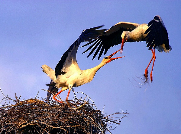 В мире грёз и воспоминаний (Владимир-Георгий Ступников) / Проза.ру