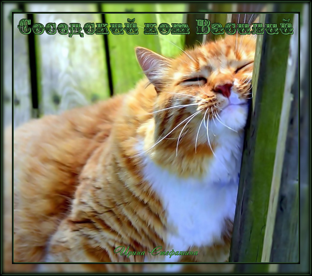 Сонник Соседский Кот