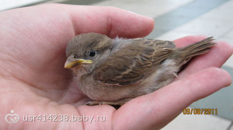 Елена Воробей в ванной смотреть порно онлайн или скачать