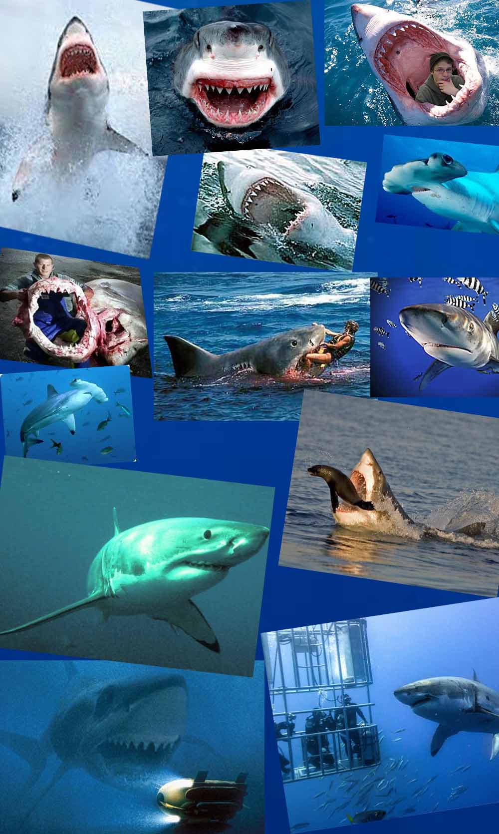 Нападение акул в шарм эль. Нападение акул в Шарм Эль Шейхе 2010. Акулы в Красном море Шарм-Эль-Шейх. Нападения акул в Египте Шарм-Эль-Шейх 2015.