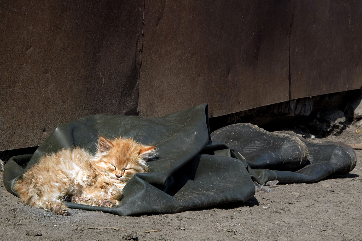 Подобрала кошку улицы. Бездомные кошки. Брошенный котенок. Бездомные бедные кошки. Кошки на улице бездомные.