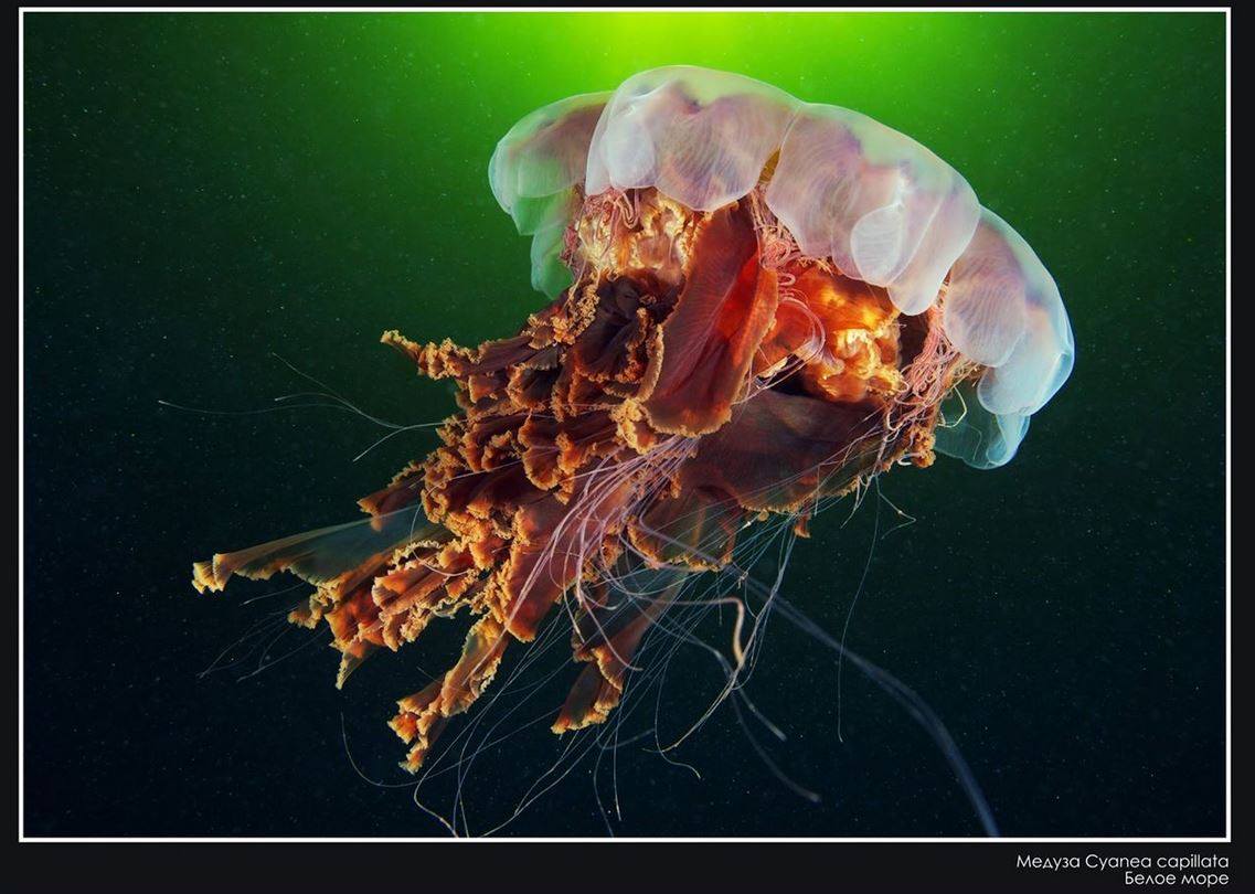 Медузы ледовитого океана. Медуза волосистая цианея. Арктическая медуза цианея. Медуза цианея гигантская. Полярная медуза цианея.