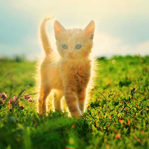 солнечный котенок