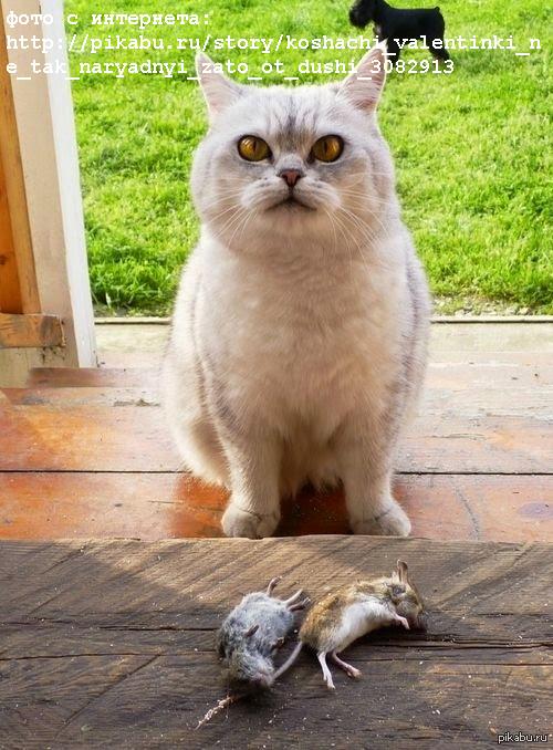 Кот принес мышей хозяйке (Пол Унольв) / Проза.ру