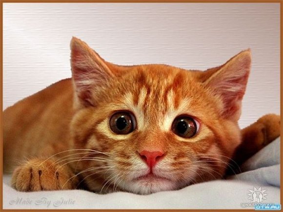 записки рыжего кота2