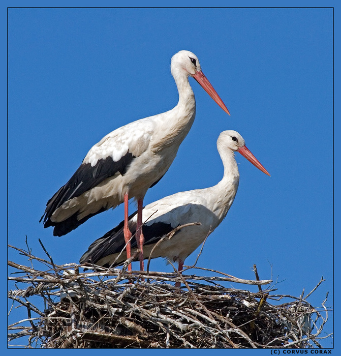 Мы просто будем ждать