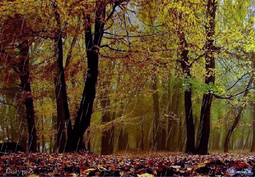 Осенняя тишина