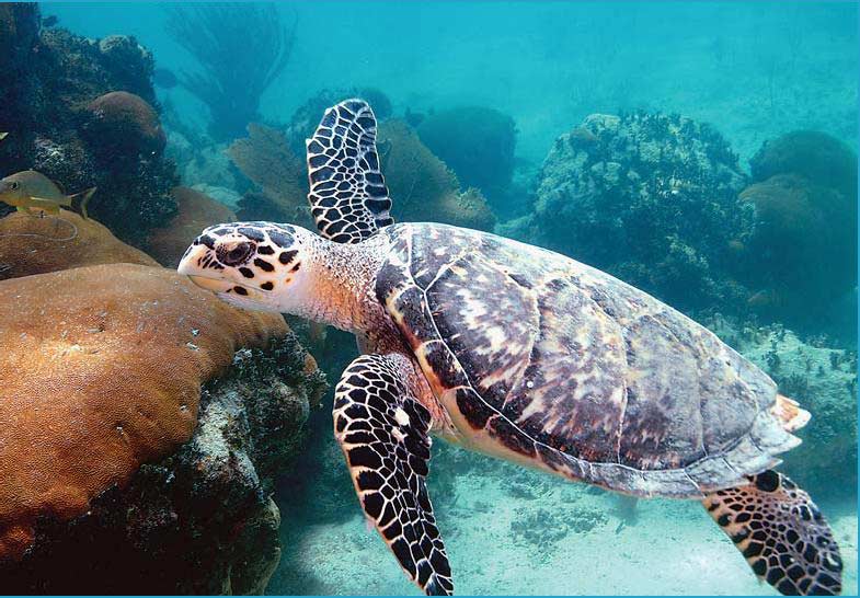 Симметрия черепахи. Морские черепахи черепахи. Водоплавающая черепаха морская. Черепаха бисса. Морская черепаха фото.