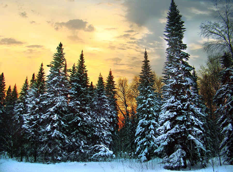 Красота ели. Зимняя Тайга. Тайга зимой. Зимний лес. Сибирская Тайга зимой.