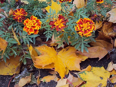 Последние Осенние Цветы Фото