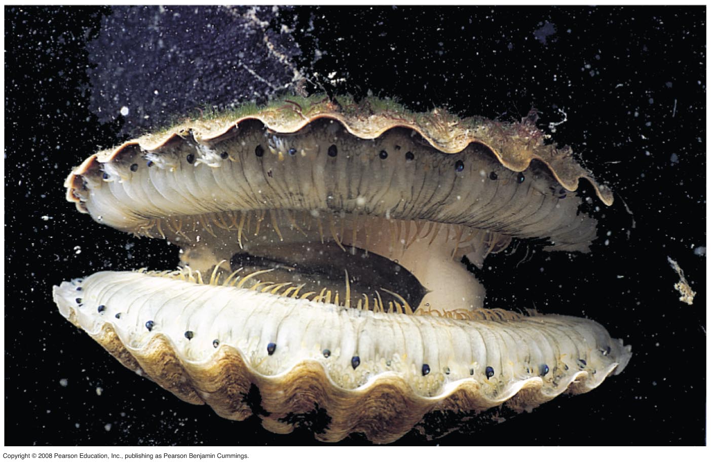 К какой группе организмов относится устрица. Двустворчатые моллюски фильтраторы. Двустворчатые морские гребешки. Морской гребешок моллюск. Двустворчатые (Bivalvia).