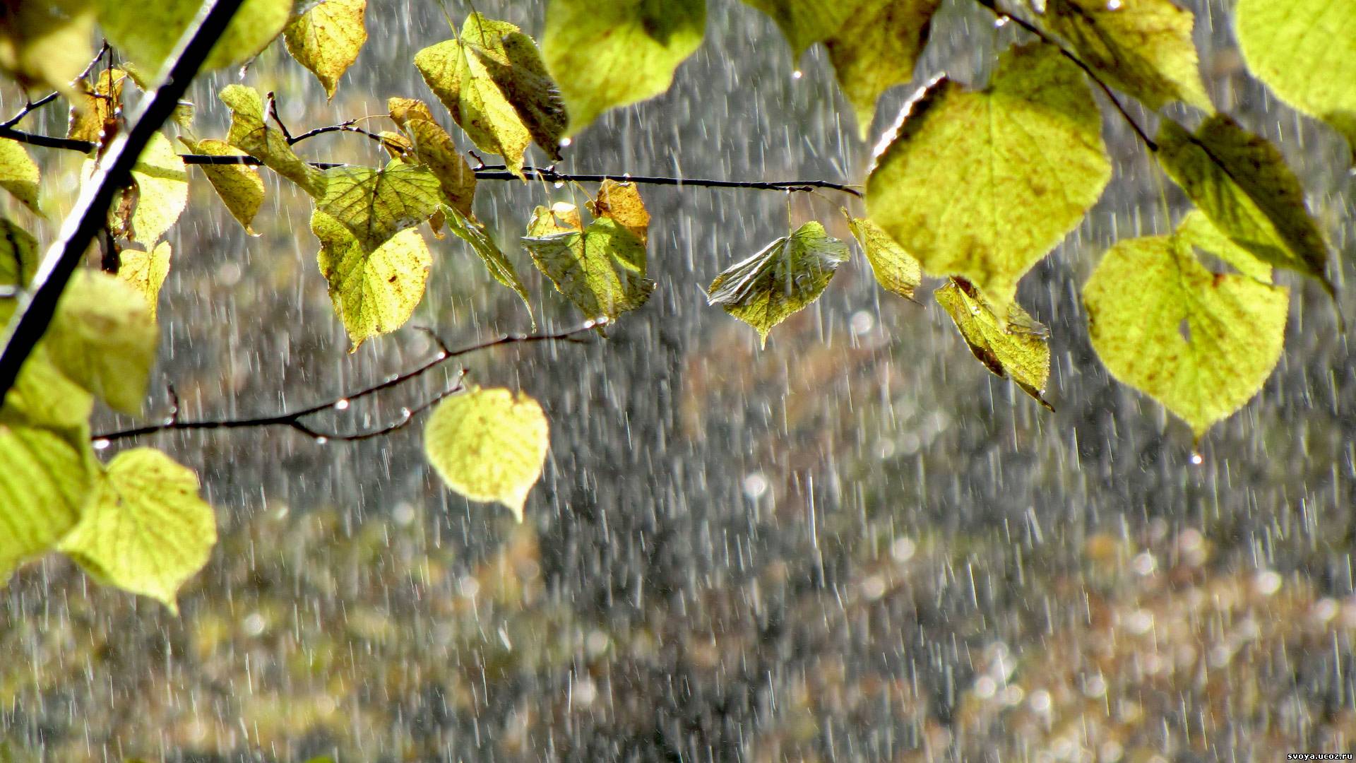 Ветер играет легкой листвою. Дождливая осень. Дождь в осеннем лесу. Осень дождь. Ранняя осень дождь.