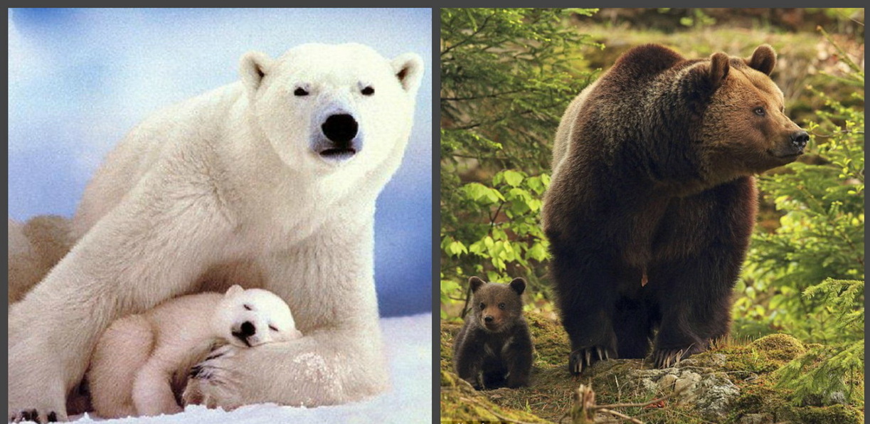 Группа бурого медведя. Белый медведь и бурый медведь. Белый и бурый медведь. Медвежонок от белого и бурого медведя. Медведь от белого и бурого.