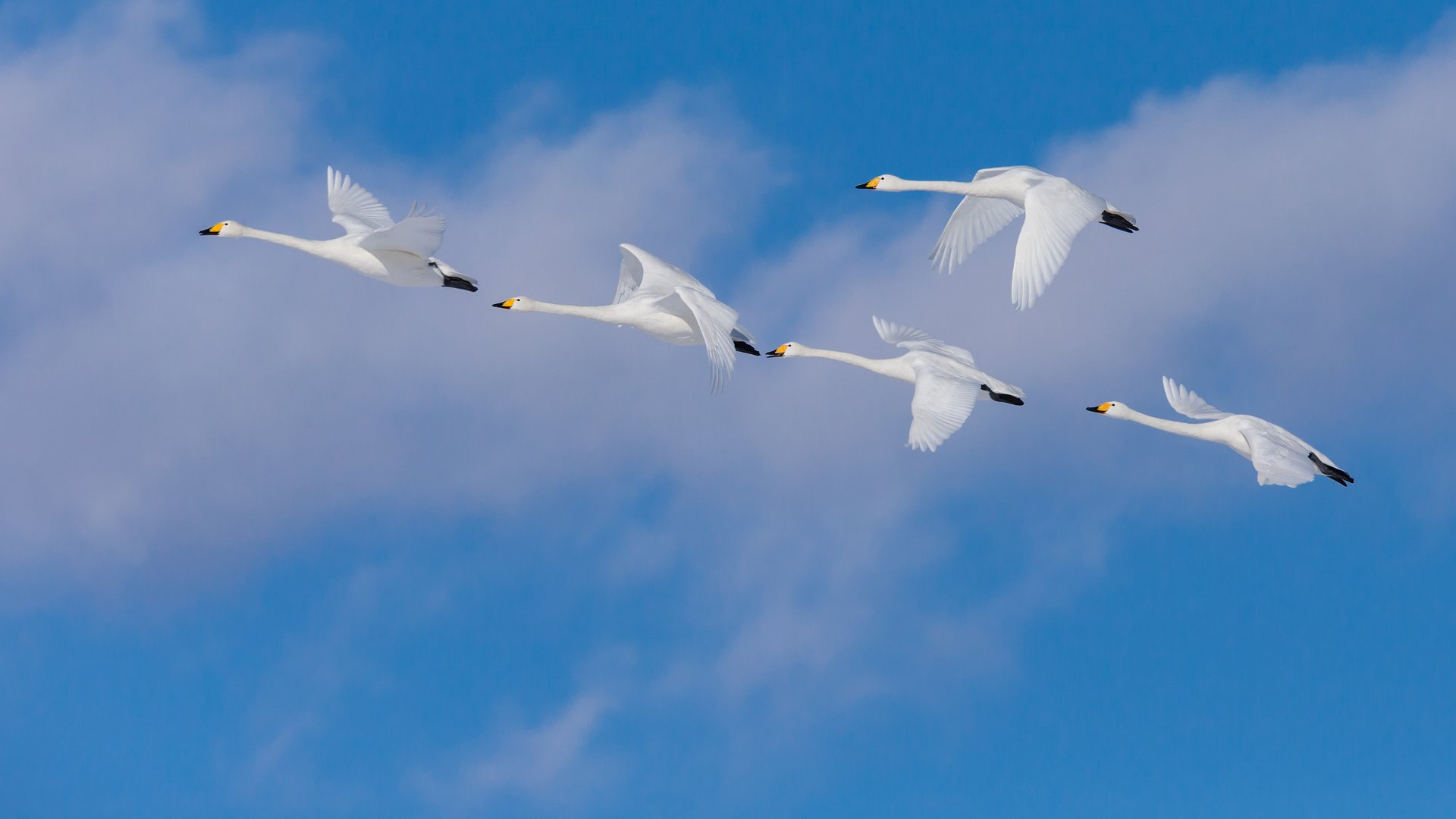 В небе летит клин журавлей. Журавль в небе. Стая лебедей в небе. Лебеди летят. Белый журавль.