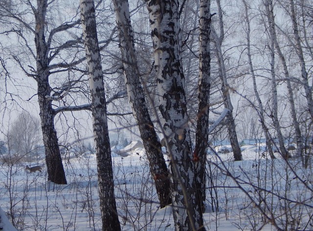 Косуля выбралась к деревне...