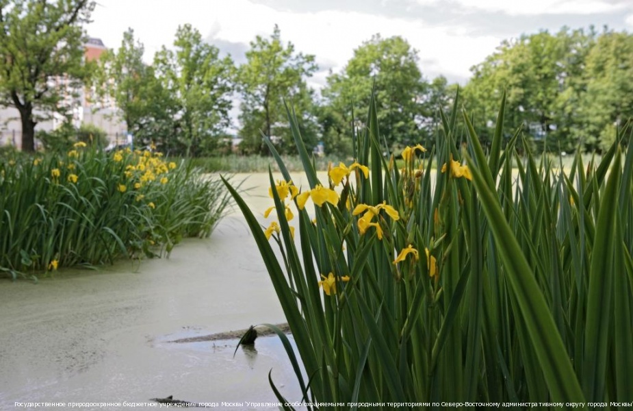 однажды летом в год один (Свесса) / Проза.ру