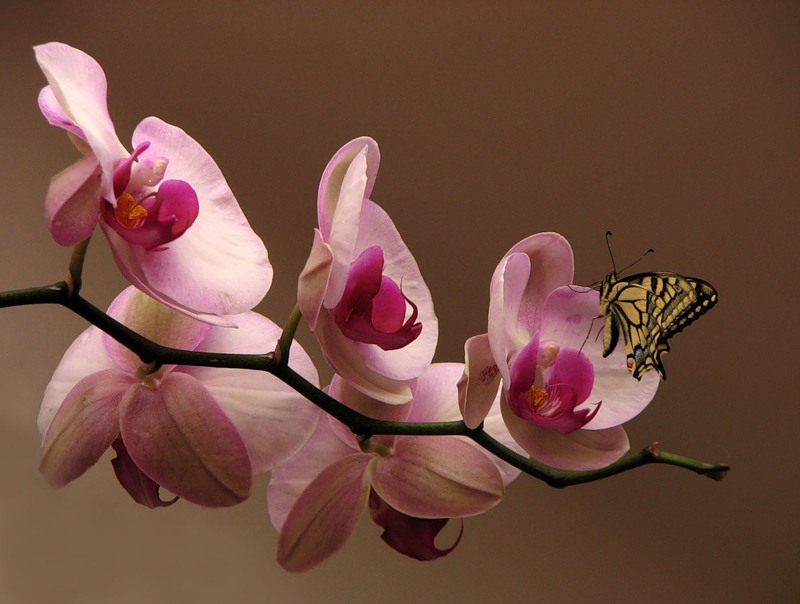 Орхидея живая цветок. Орхидея фаленопсис Salinas. Орхидея фаленопсис Замбия. Орхидея Претти романс. Фаленопсис венозный розовый.