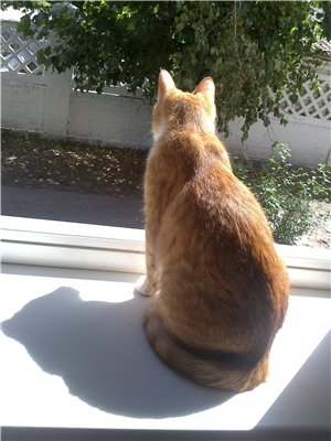 Грустная сказка кошки-Машки