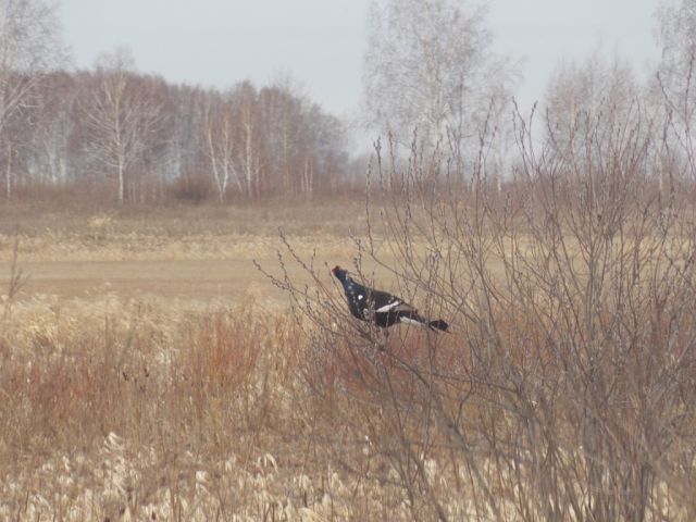 Косач вдруг начал токовать...