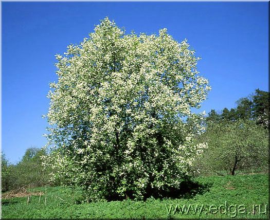Отцветает черёмуха (Вадим Светашов) / Проза.ру