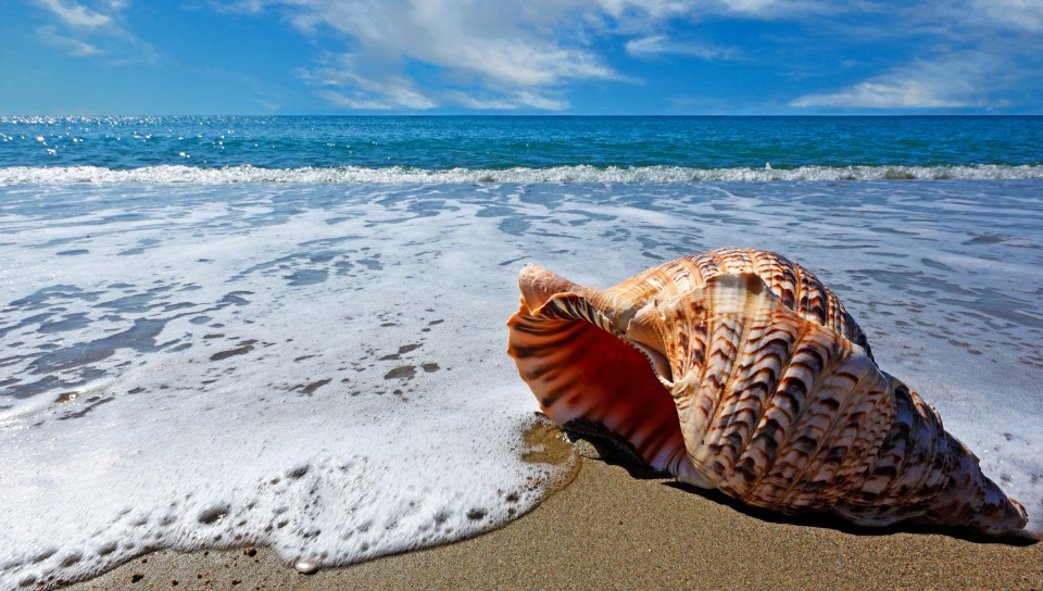 Фото Коктейля На Море