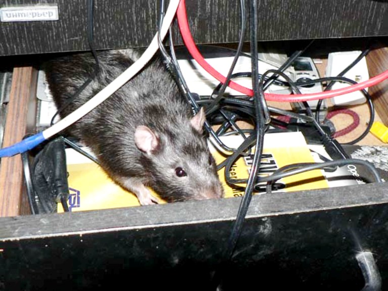 Мыши обгрызли. Мышь перегрызла кабель. Мышь перегрызла проводку. Мышь с проводом.