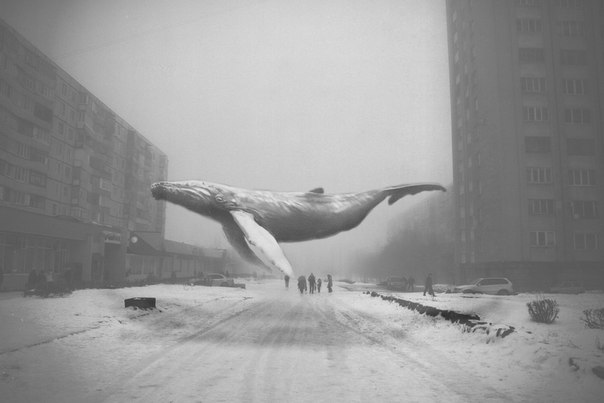 воздушные киты