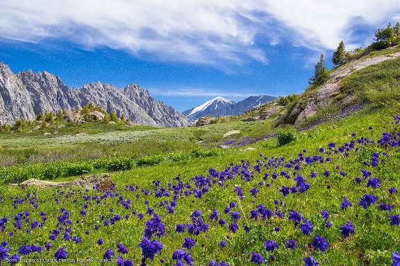 Манжерок фото горный алтай летом