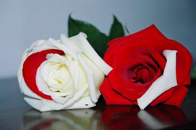 Как нарисовать красивую розу карандашом поэтапно и быстроЭнциклопедия роз — сорта, описание и фото