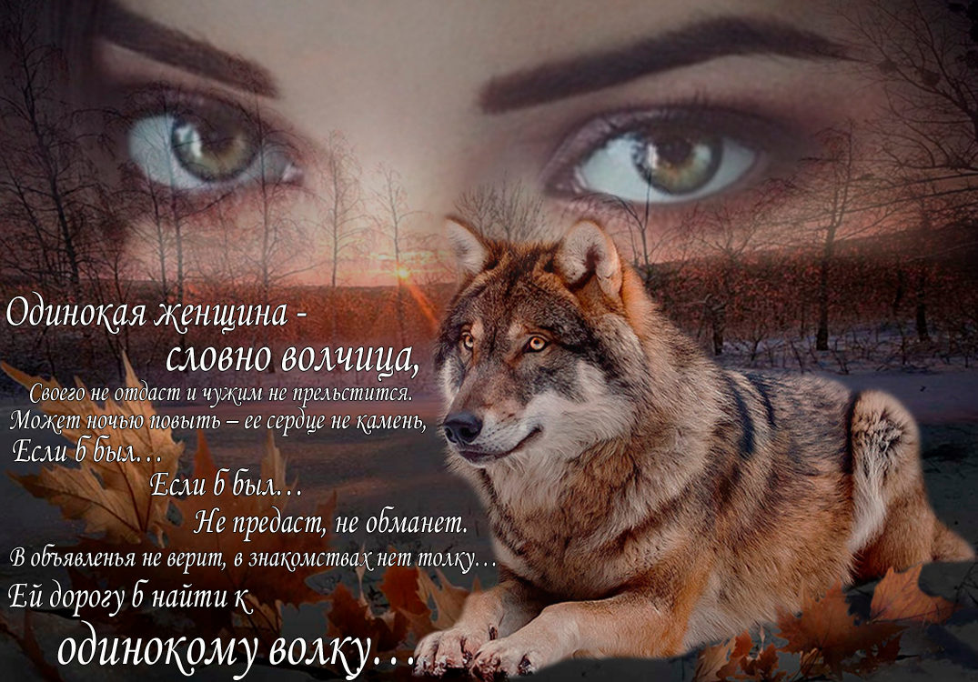 Я буду твоим зверем. Одинокая волчица. Волчица высказывания. Одинокий волк цитаты. Волчица цитаты.
