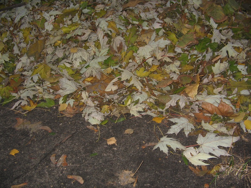 О строчке, которую написал Некрасов (Принц Андромеды) / Проза.ру