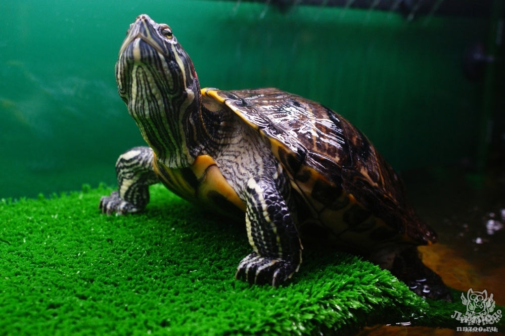 Водяная домашняя черепаха. Красноухая черепаха. Черепаха водная красноухая. Красноухие Черепашки. Американская красноухая черепаха.