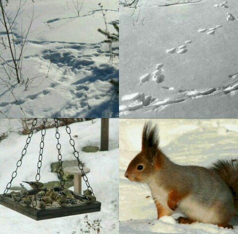 По застеленной толстым снеговым одеялом поляне затейливым рисунком петляли чьи то следы