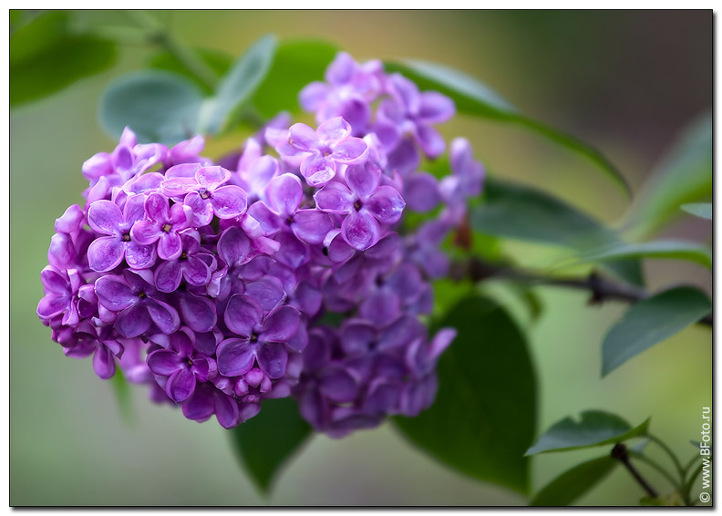 Цветок и принц