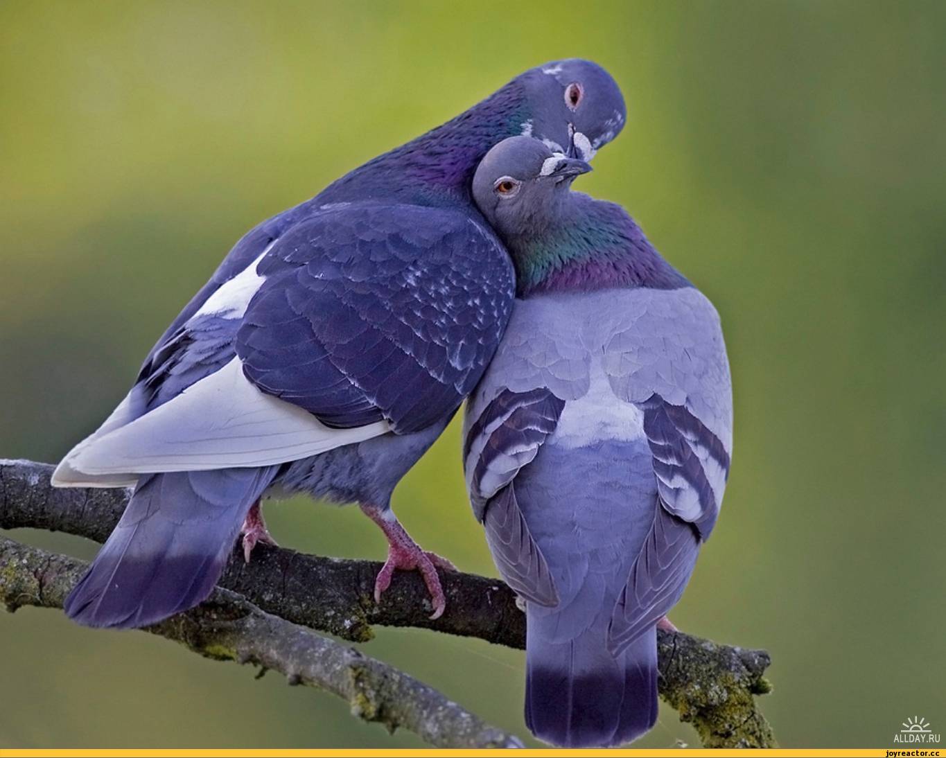 Птицы лов. Голуби неразлучники. Красивые голуби. Пара голубей. Красивые птицы.