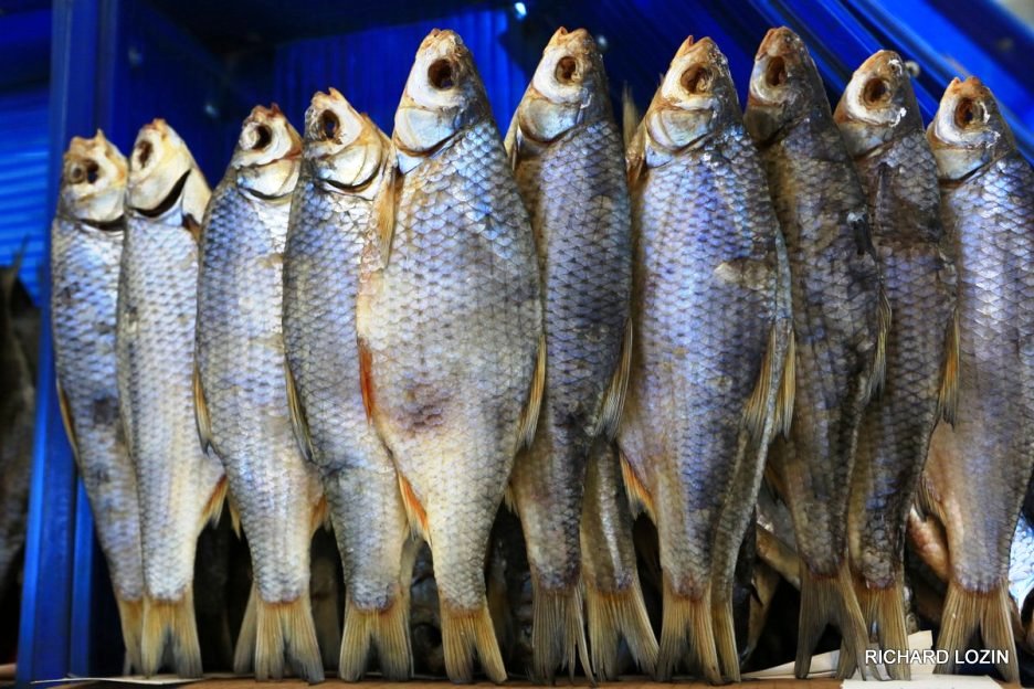 Какие рыбы в астраханской области